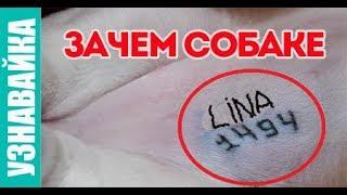 Зачем собаке клеймо, усы и хвост? Узнавайка.