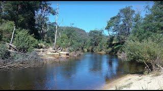 Thylacine / Tasmanian Tiger sighting in 2014 at North Eastern Tasmania