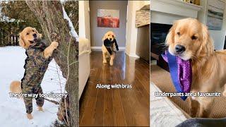 Golden retriever does the funniest things