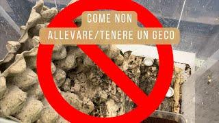 Come NON allevare gechi ciliatus!