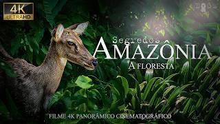  AMAZÔNIA SELVAGEM: Descubra os Segredos da Floresta Tropical | Documentário Animais Selvagens