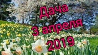 Дача 3 апреля 2019