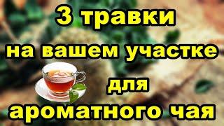 3 травки для ароматного чая на вашем участке | Советы огородникам