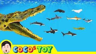 Hungry crocodile storyㅣsea animals stories, English education for childrenㅣCoCosToy