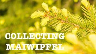 collecting maiwipfel (part 1)