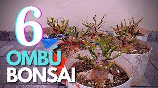 El Ombú sirve para bonsai? | Bonsai de Ombú