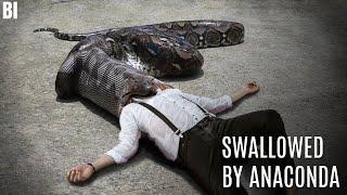 What if you were Swallowed by an Anaconda