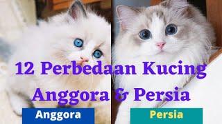Penasaran..!! Berikut 12 Perbedaan Kucing Persia & Anggora | Kucing Hebat