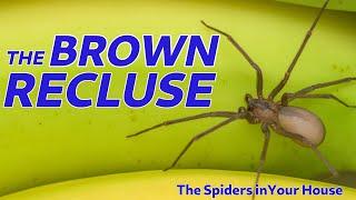 The Spiders in Your House - The Brown Recluse