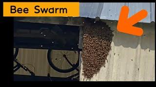 How to Catch and Re-home a Bee Swarms || LydiaSMtime