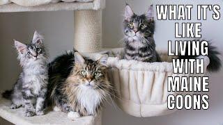 What It's Like Living with Maine Coons (Parts 1-3)