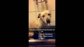 Девушка устроила своей собаки прощальный день перед усыплением