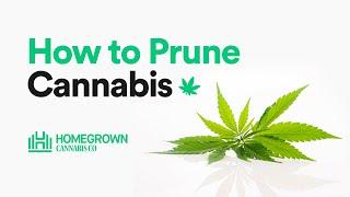 How to Prune Cannabis For Beginners  | Homegrown Cannabis Co.