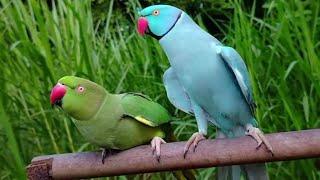 Amazing talking parrot video