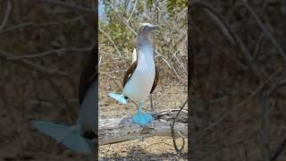 Blue-footed Booby: The Trendiest Bird on the Planet! #BlueFootedBooby #TrendyBirds #uniquebirds