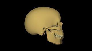 Poor Growth Caused by Mouth Breathing