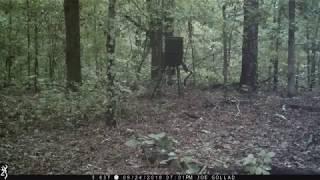 what deer do when a feeder goes off