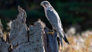 Lanner Falcon call / sounds / Vocals