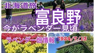 【夏の北海道旅】富良野 富田ファームのラベンダー🪻は今が見頃です！7月末になると色が黒ずみ始めます！