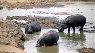 18102012   Masuma Dam Hippos.