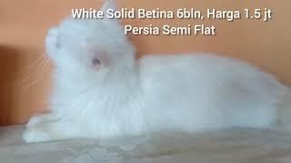 Jual Kucing Ras Anggora Persia Sidoarjo Mojokerto - Albells Cat House