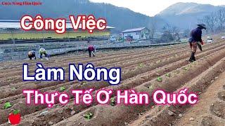 Công Việc Làm Nông Thực Tế Của Người Việt Ở Hàn Quốc | Sinh Vlog Cuộc Sống Hàn Quốc