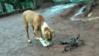 dog playing with Crab