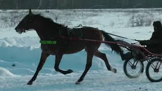 Поющий Ветер. Цена 180 тысяч рублей