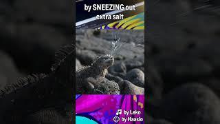 Darwin's "Ugliest" Lizard, marine iguana fast facts and art #shorts #animalfacts #lizard #galapagos