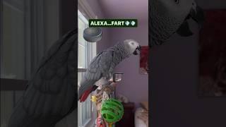 This is one of the funniest videos of Symon and AlexaDad laughed all afternoon#talkingparrot #ai