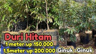 Bibit Durian Ochee/Duri Hitam 150-200ribuan