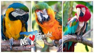 Patty’s Parrot Palace: What to see at Florida's largest bird sanctuary