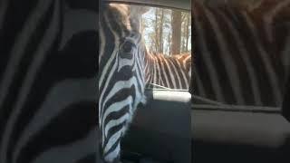 Drive through ZOO