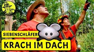 Siebenschläfer: Krach im Dachboden