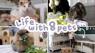 Living with 8 Pets | A Day in My Home 