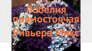 Лобелия прямостоячая Микс  прямостоячая лобелия Микс обзор: как сажать, семена лобелии Микс