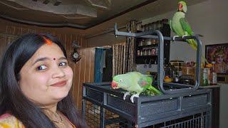 parrots ko khane me kya pashand he !!#parrot #talkingparrort #sonaliparrot #talkingbird