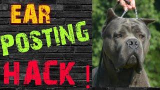 Ear Taping - Cane Corso Ear Taping with a Straw