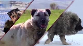 Tibetian Mastiff, Turkish Kangal,  Caucasian Shepherd (Ovcharka Dog) vs Wolf