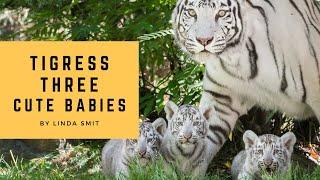 Life at the zoo - Amnéville | Wonderful tigress Orissa and her three adorable little babies