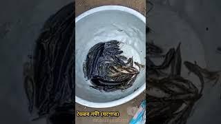 Deshi fish,,,, || #shorts #youtubeshorts #nasirjashori