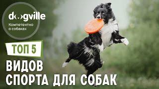 ТОП 5 Спортивных дисциплин для собак - Самые популярные виды спорта для собак