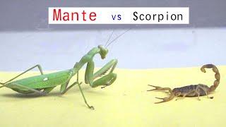 Que se passe t il lorsqu'une mante religieuse rencontre un scorpion