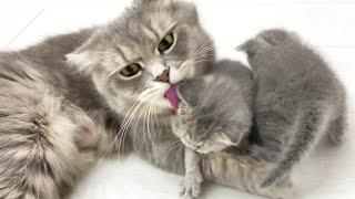 Mama cat punishes naughty kittens