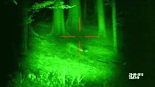 Roe Deer Playing at night time | ATN X-Sight Actual Footage