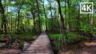 Looking for gators at Huntsville State Park, 4K walking tour