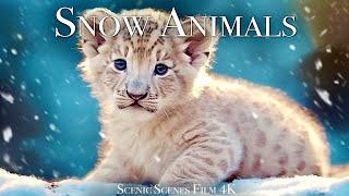 Snow Animals 4K - Amazing World of Winter Wildlife | Scenic Relaxation Film