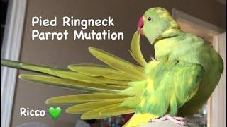 All about the Recessive Pied Ringneck Parrots ( What kind of Parrot Ricco is)