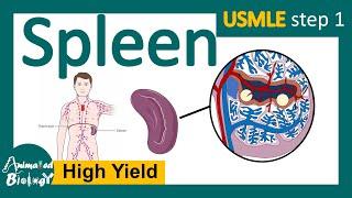 Spleen | Role of spleen in immunity | Red pulp vs white pulp | Splenomegaly | Splenectomy | USMLE