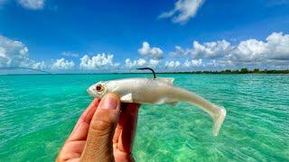 Buscando un GIGANTE del Caribe Mexicano! | Pesca de Sábalo, Palometa y más